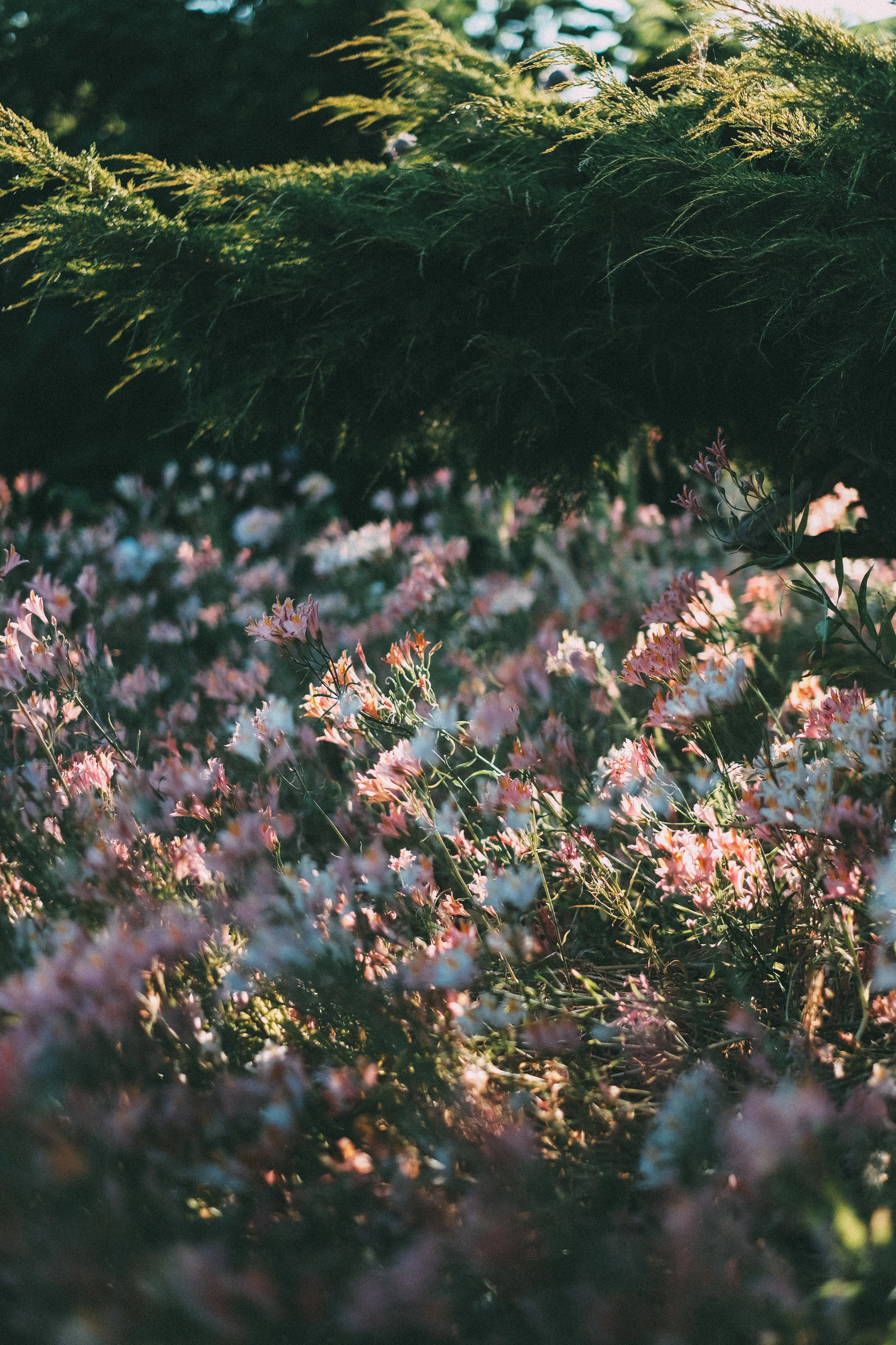 Flowers4.jpg