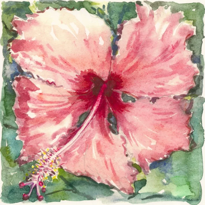 Hibiscus-rose-froufrou.jpg
