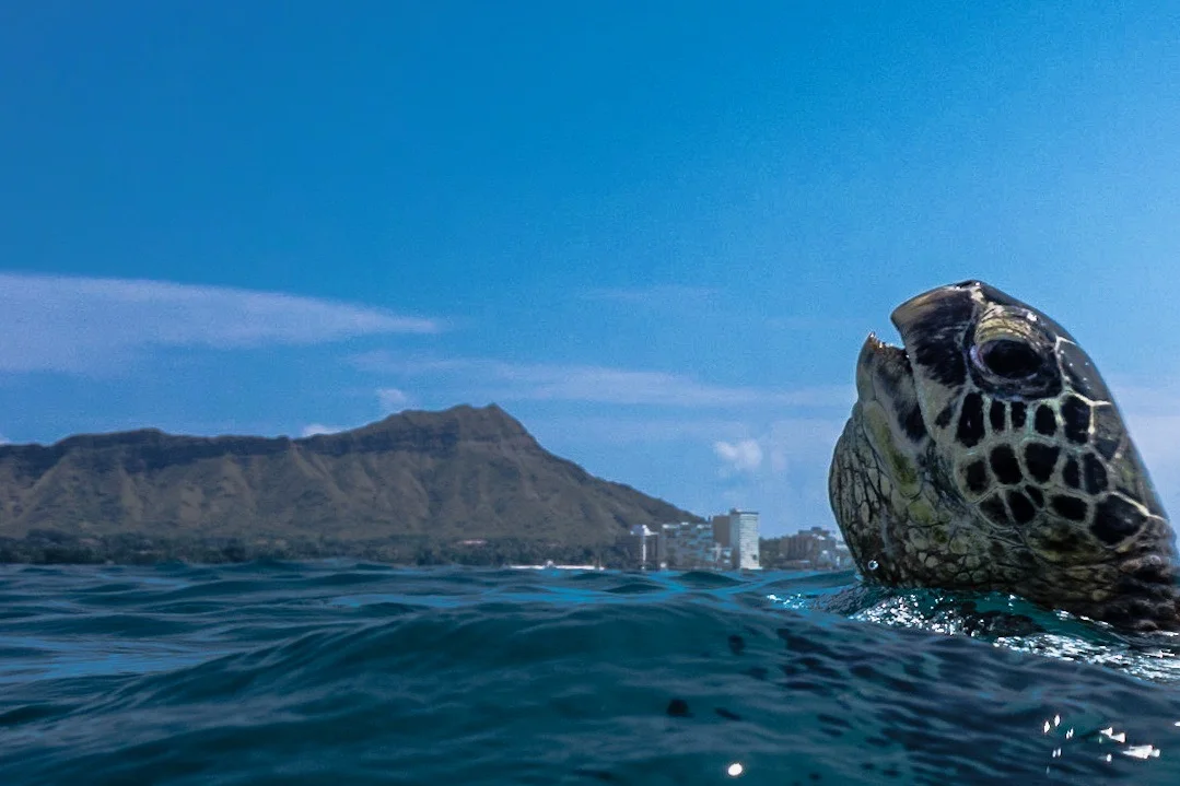 Honu Outlook 