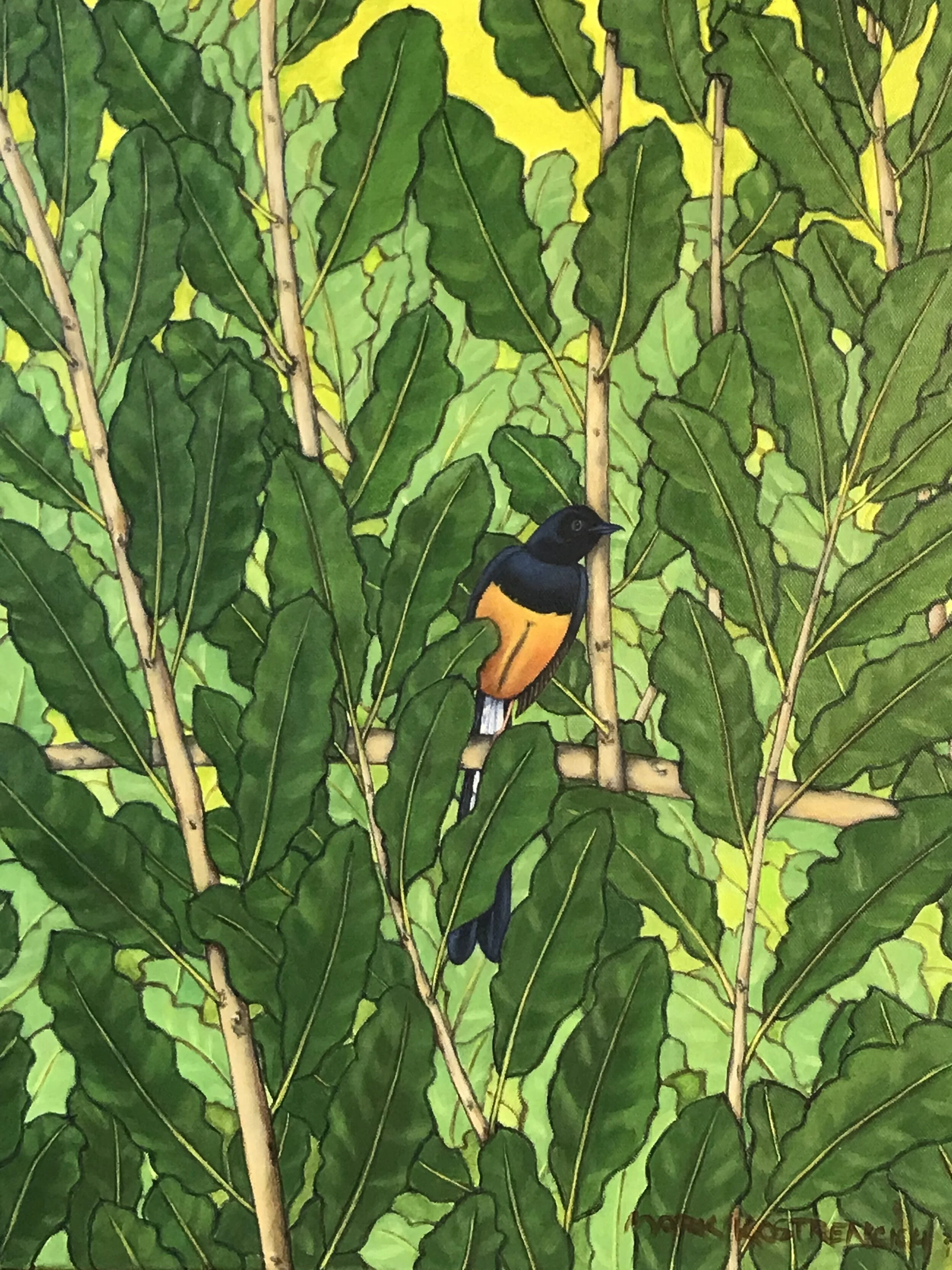 Mark Kostrencich Shama1.JPG