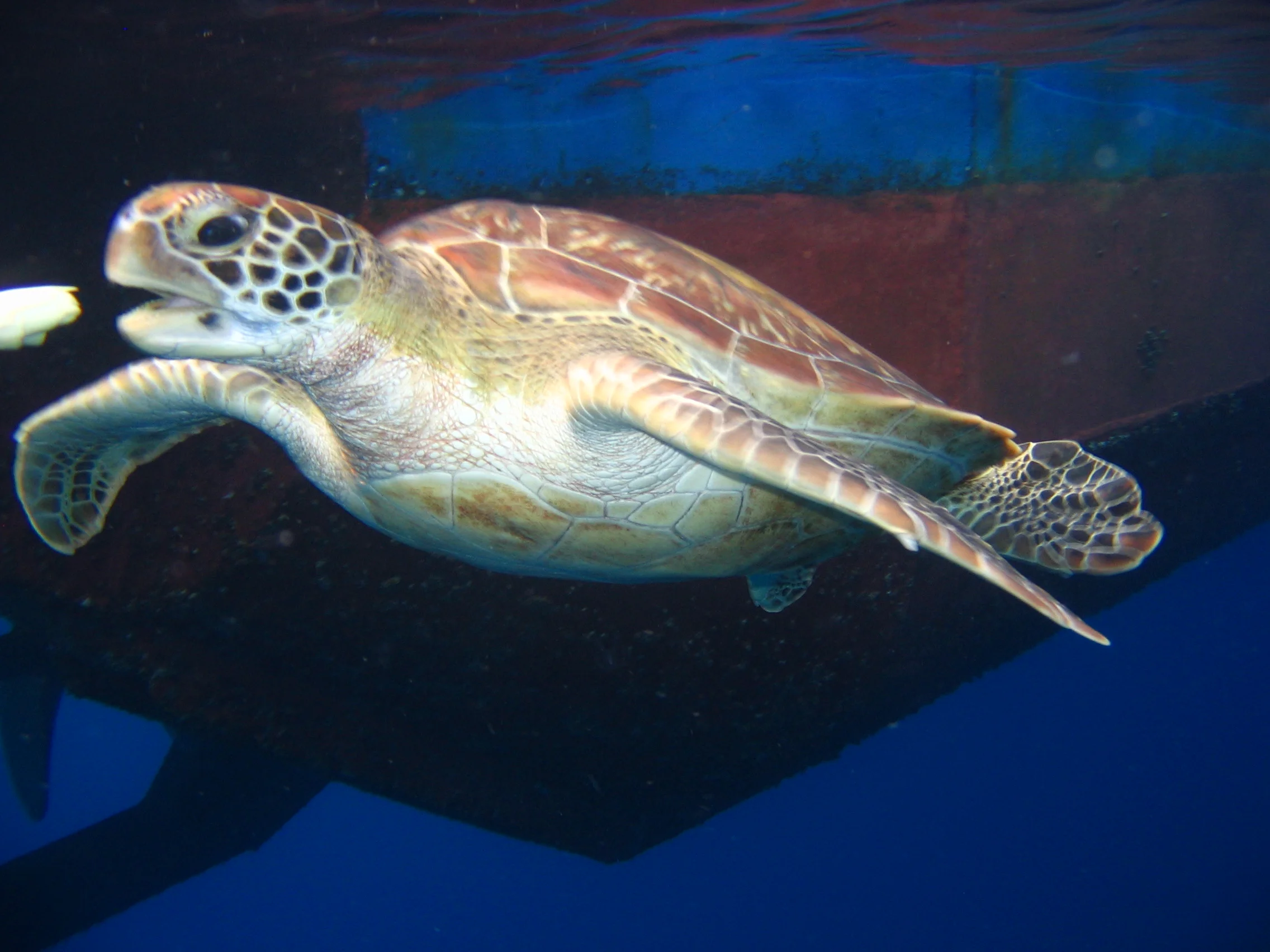 Sea Turtle Similian Islands Thailand 