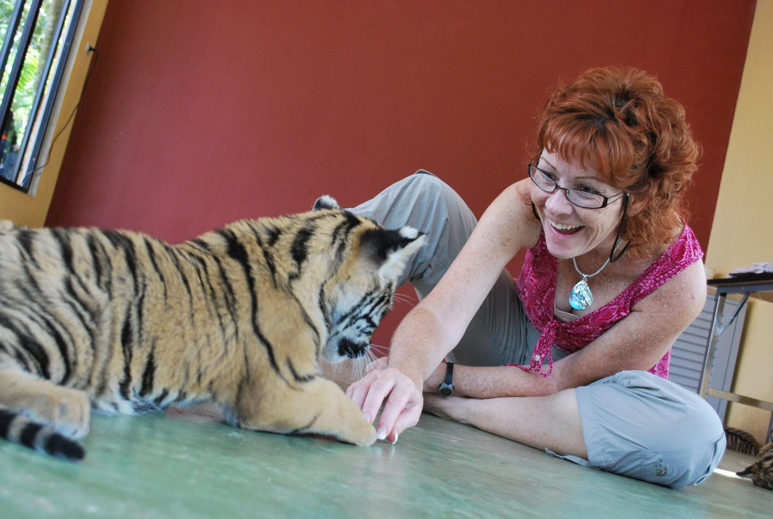 BABY TIGER - TIGER KINGDOM THAILAND