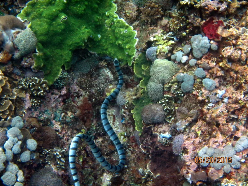 SEA SNAKE - LEMBONGAN ISLAND 
