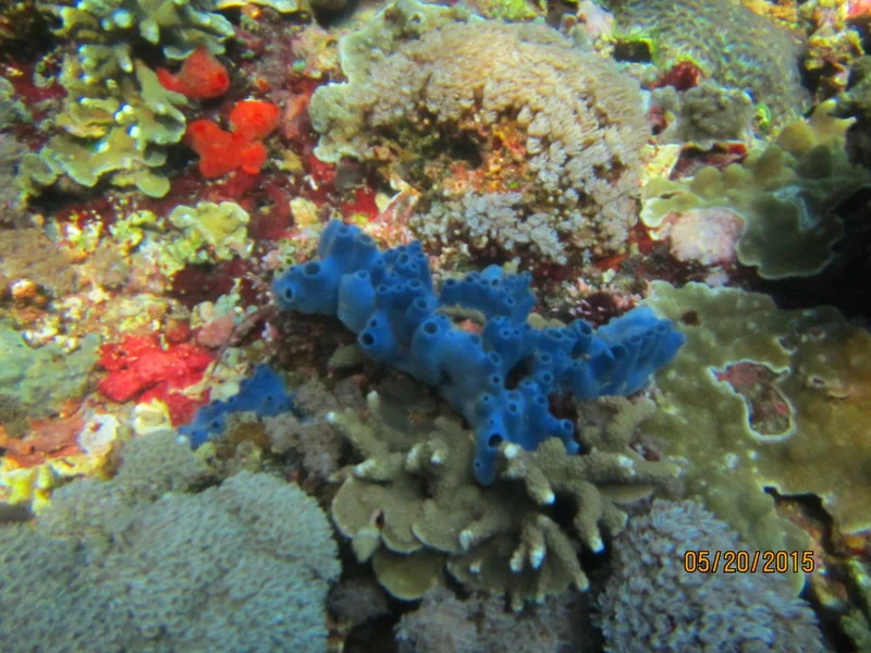 BLUE CORAL - LEMBONGAN ISLAND -