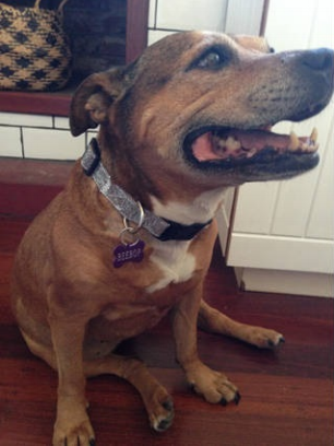 BEEBOP Dog Living legend