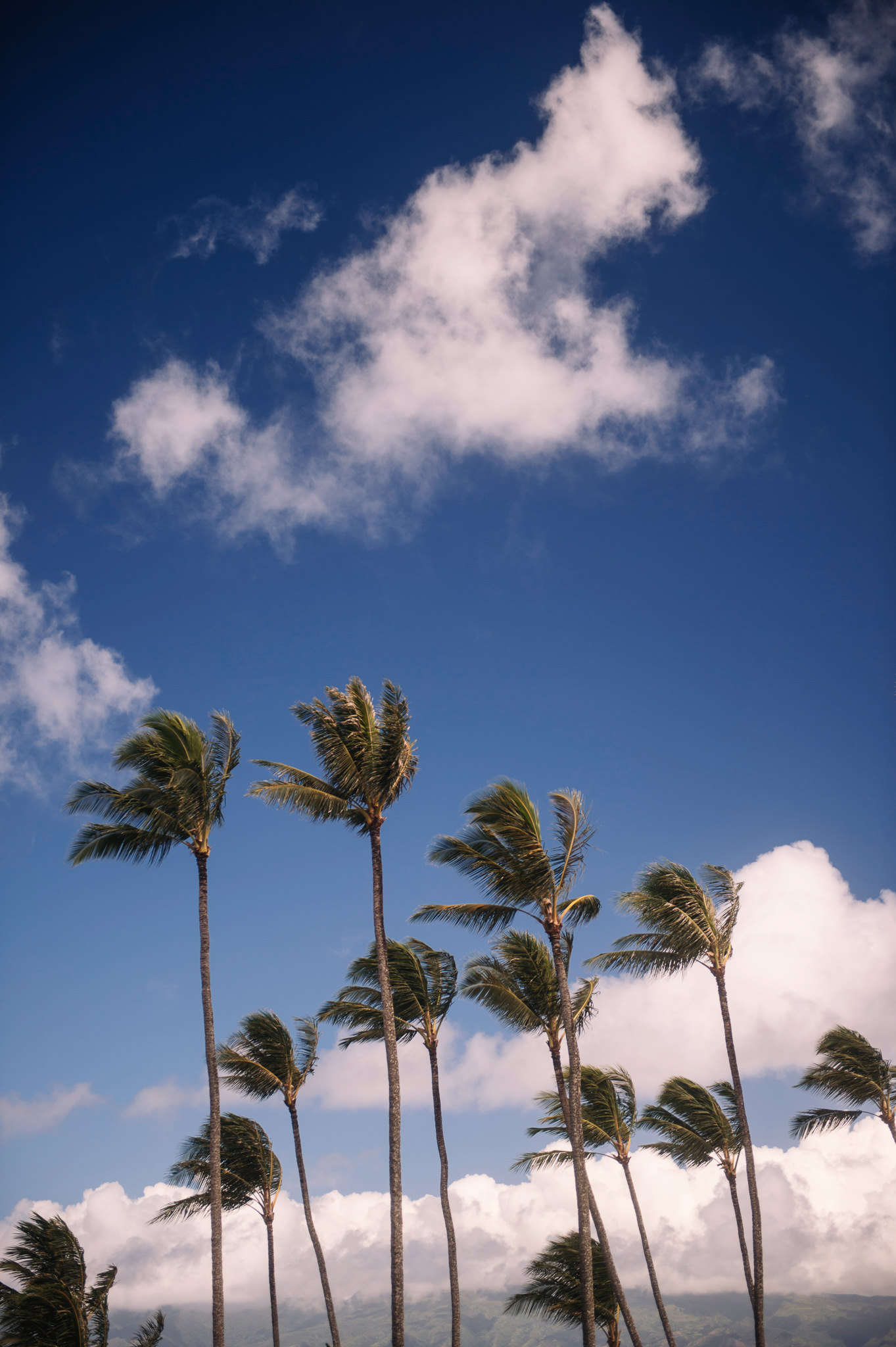 Merrimans Maui Wedding