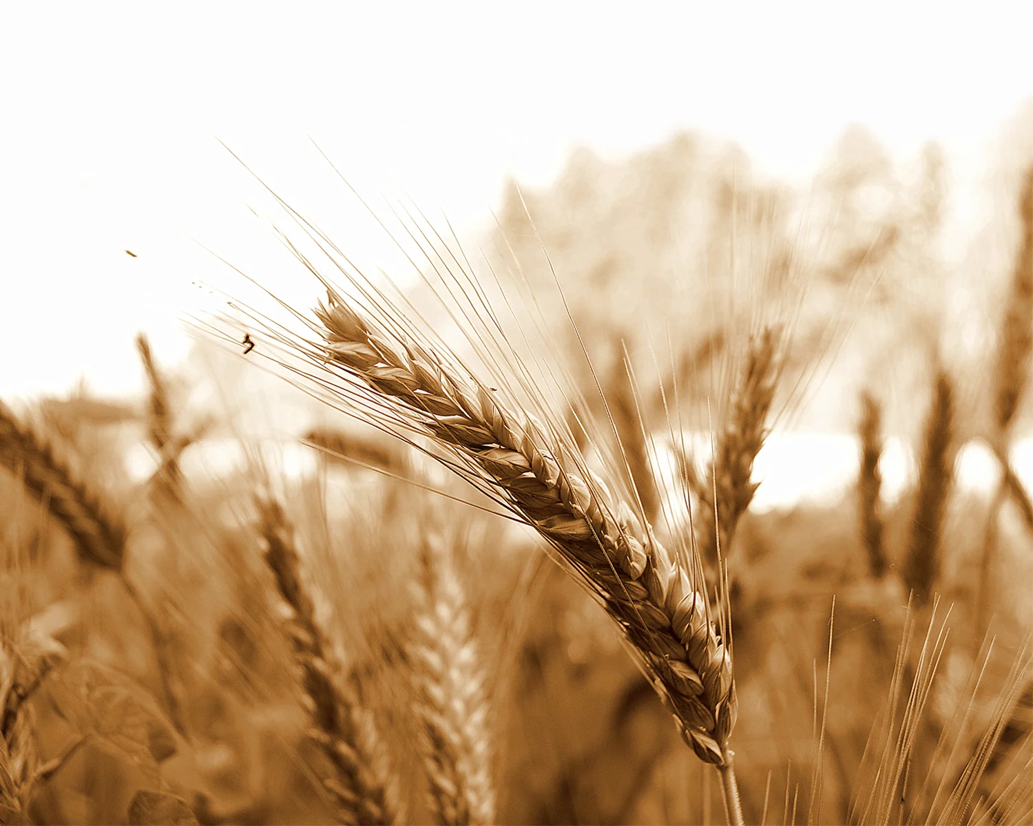 Wheat.jpg