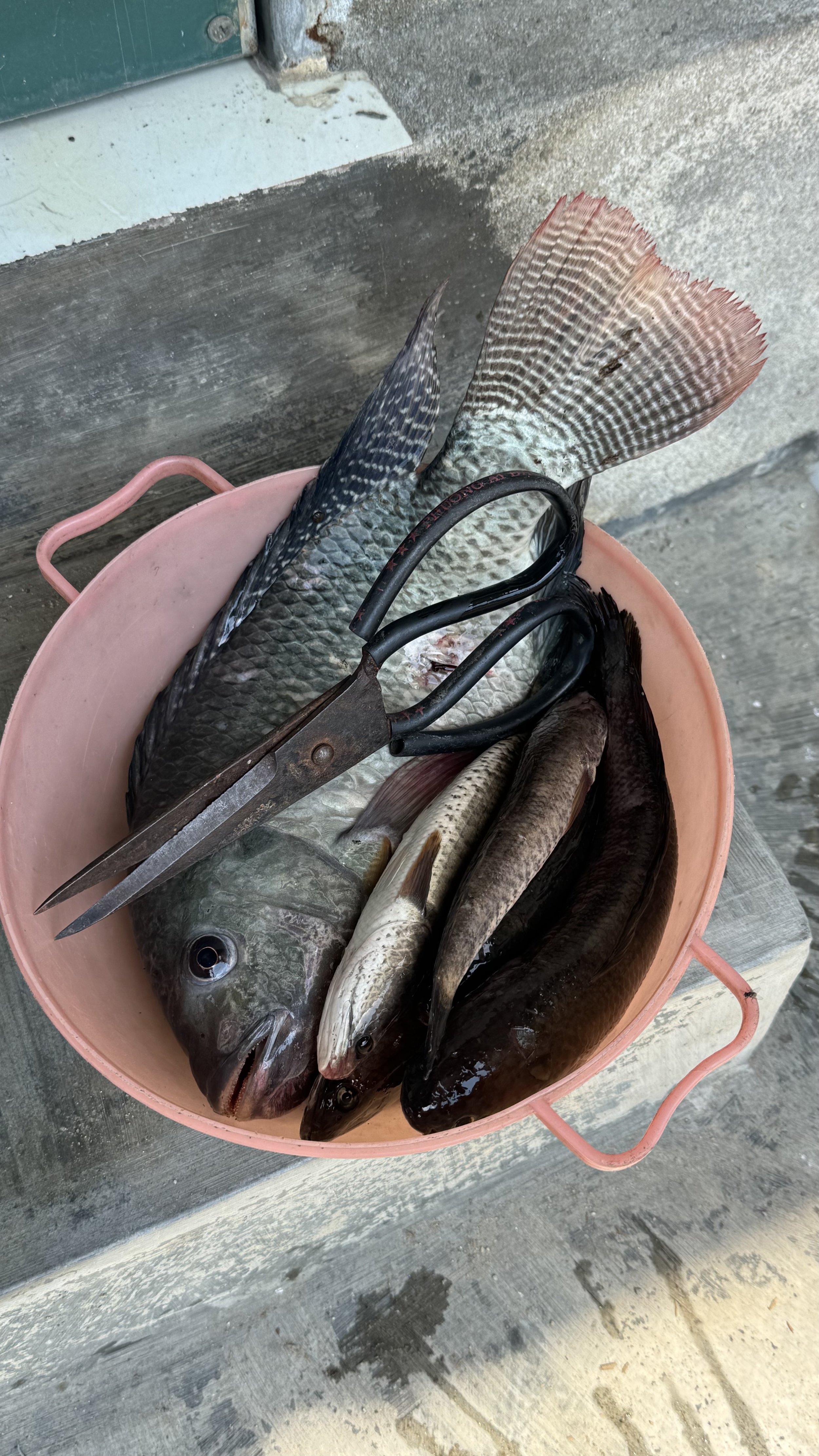 Hue Fish and bowl.jpeg