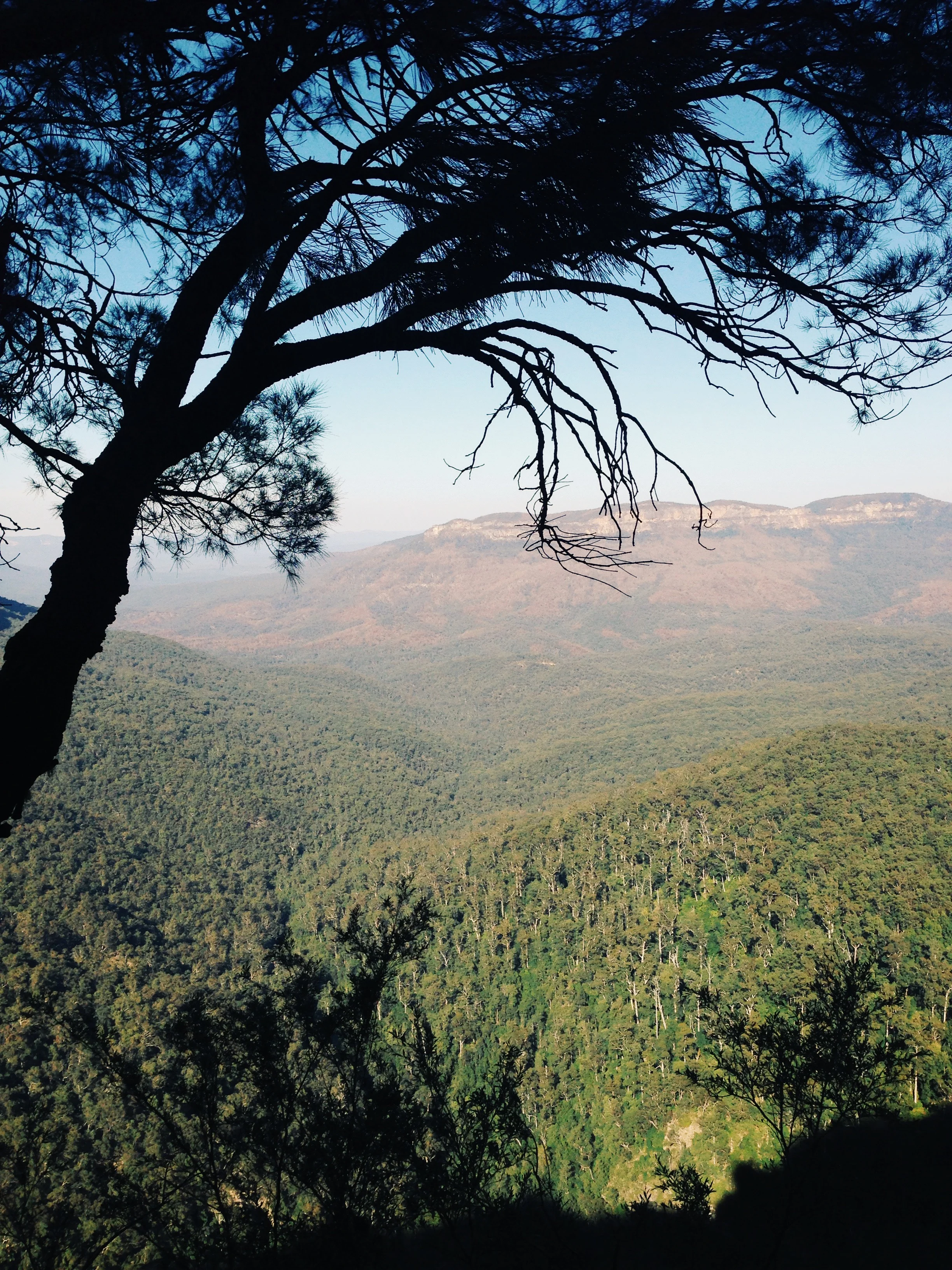 Blue Mountains Nature Journal 