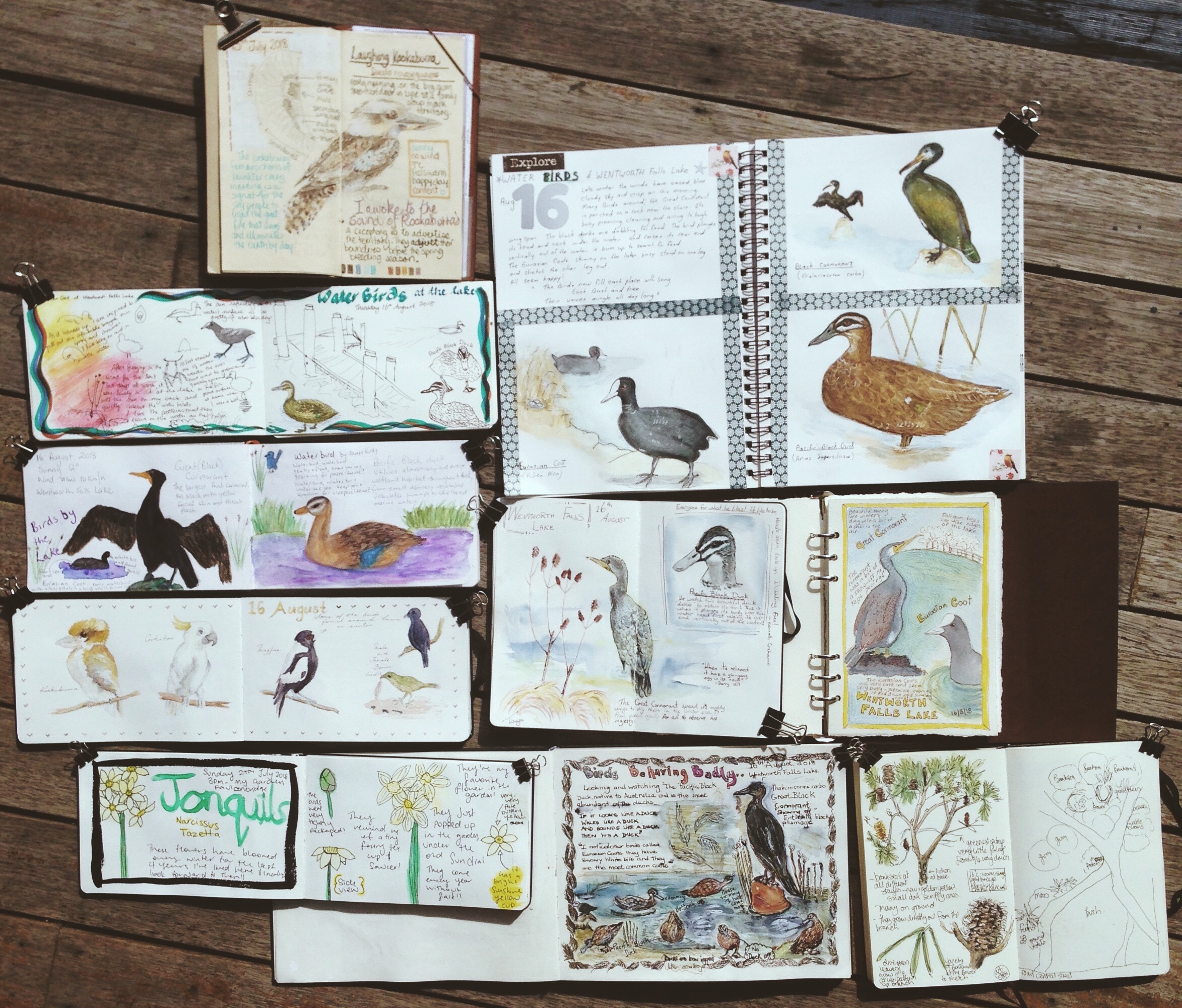 Blue Mountains Nature Journal Course - Winter