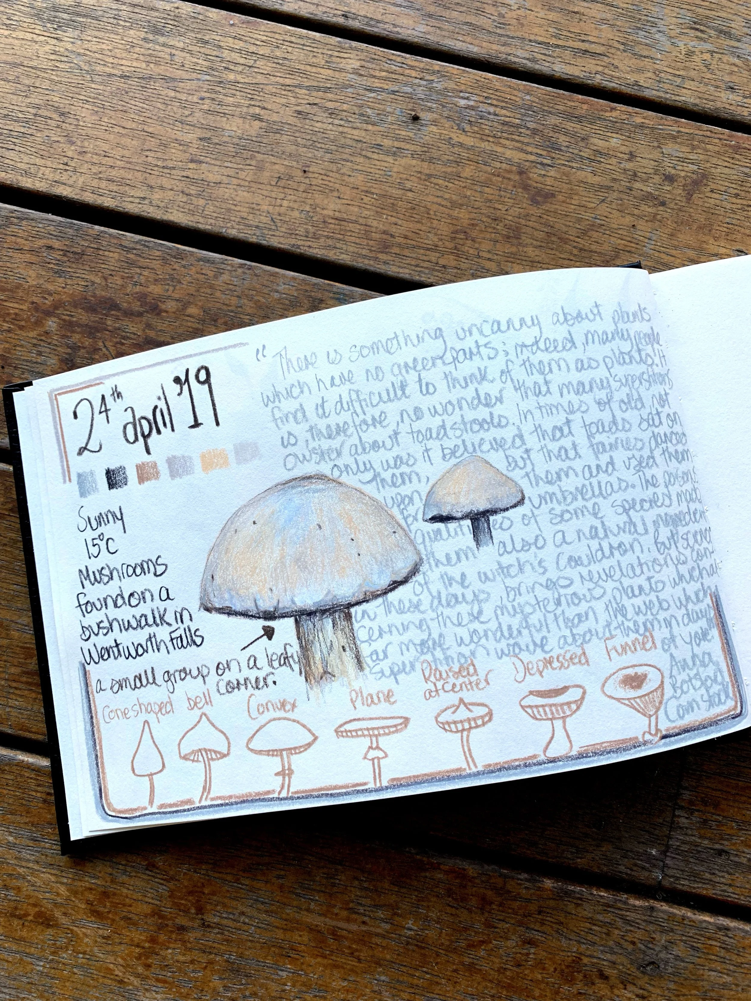 Autumn Fungi