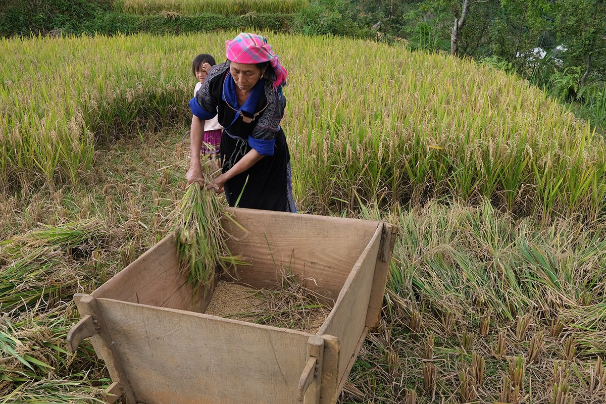 riceharvestnorth.jpg