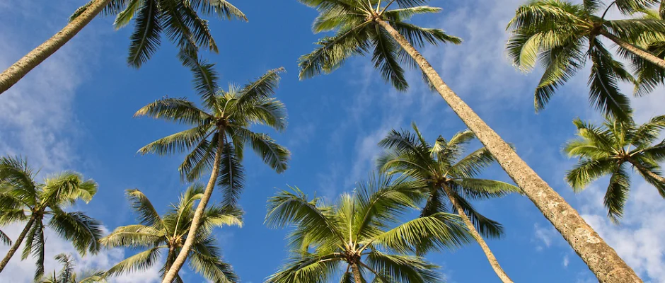 coconutrees-940x400.jpg