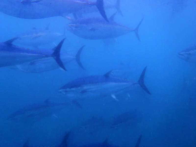 Spawning-fish-1.jpg