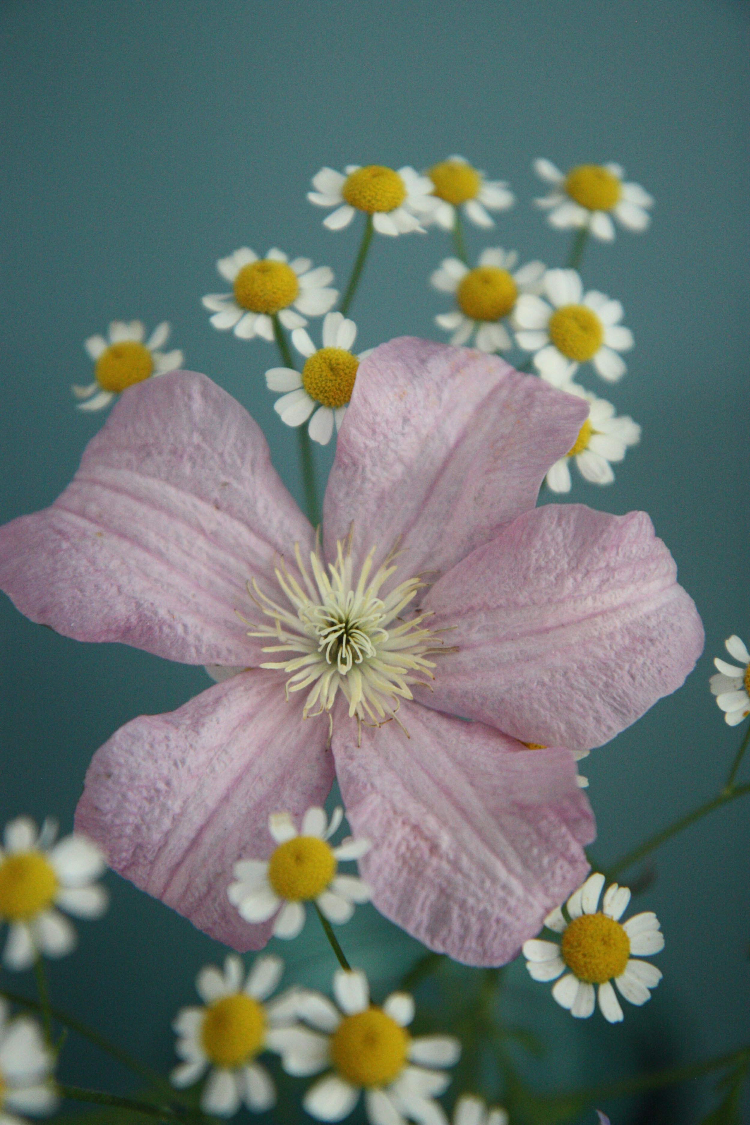 clematis and feverfew.jpg