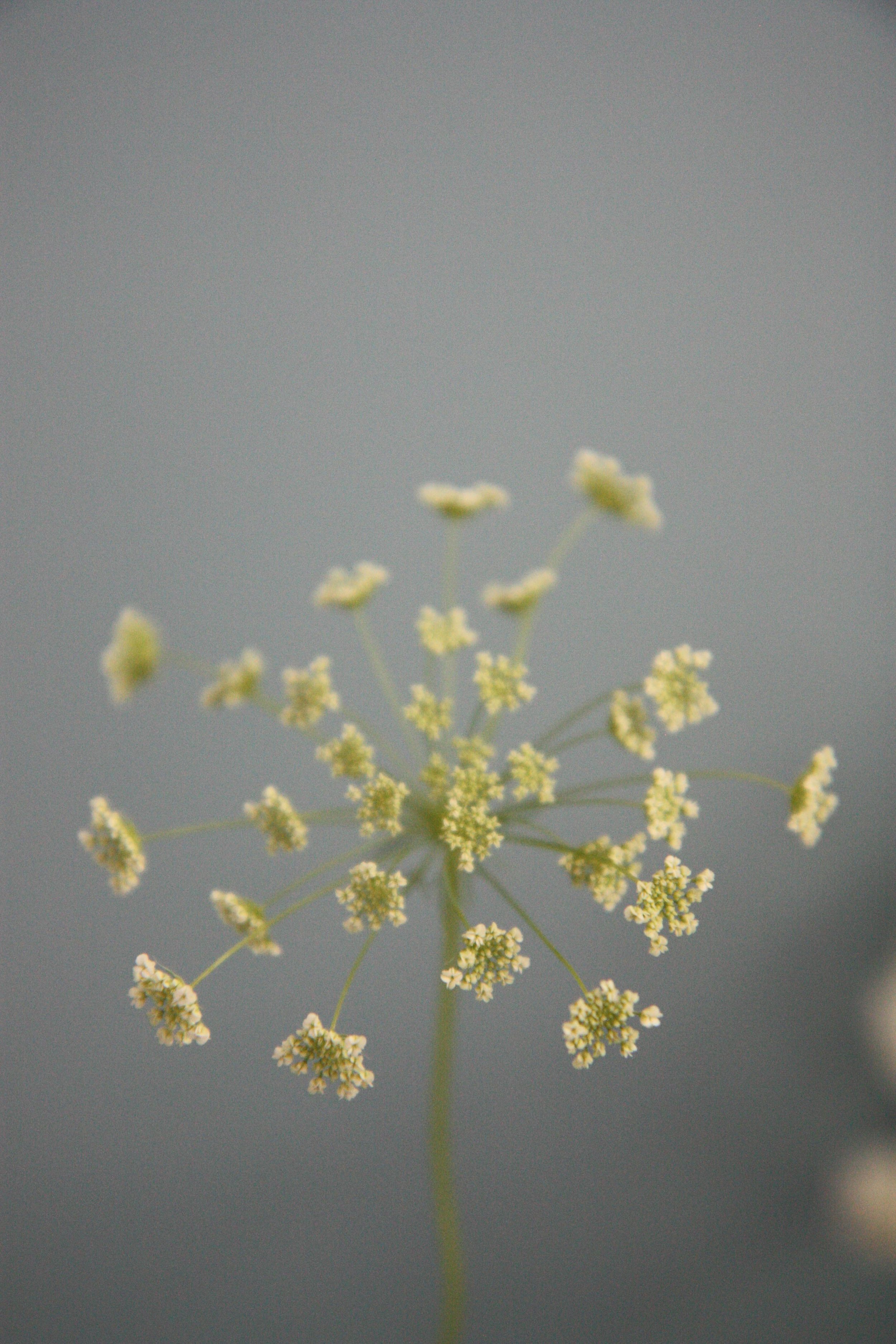 cowparsley1.jpg