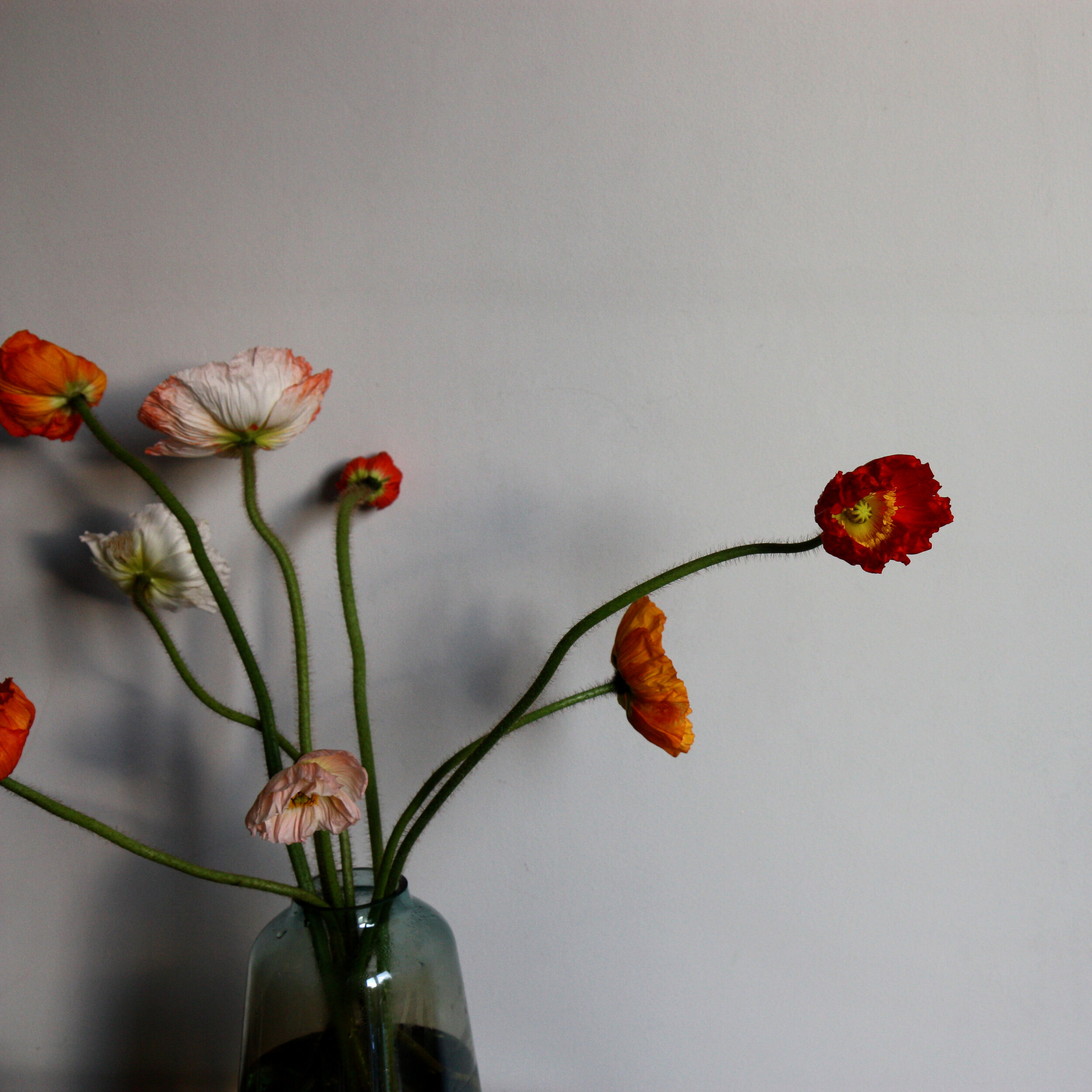 Poppies4.jpg