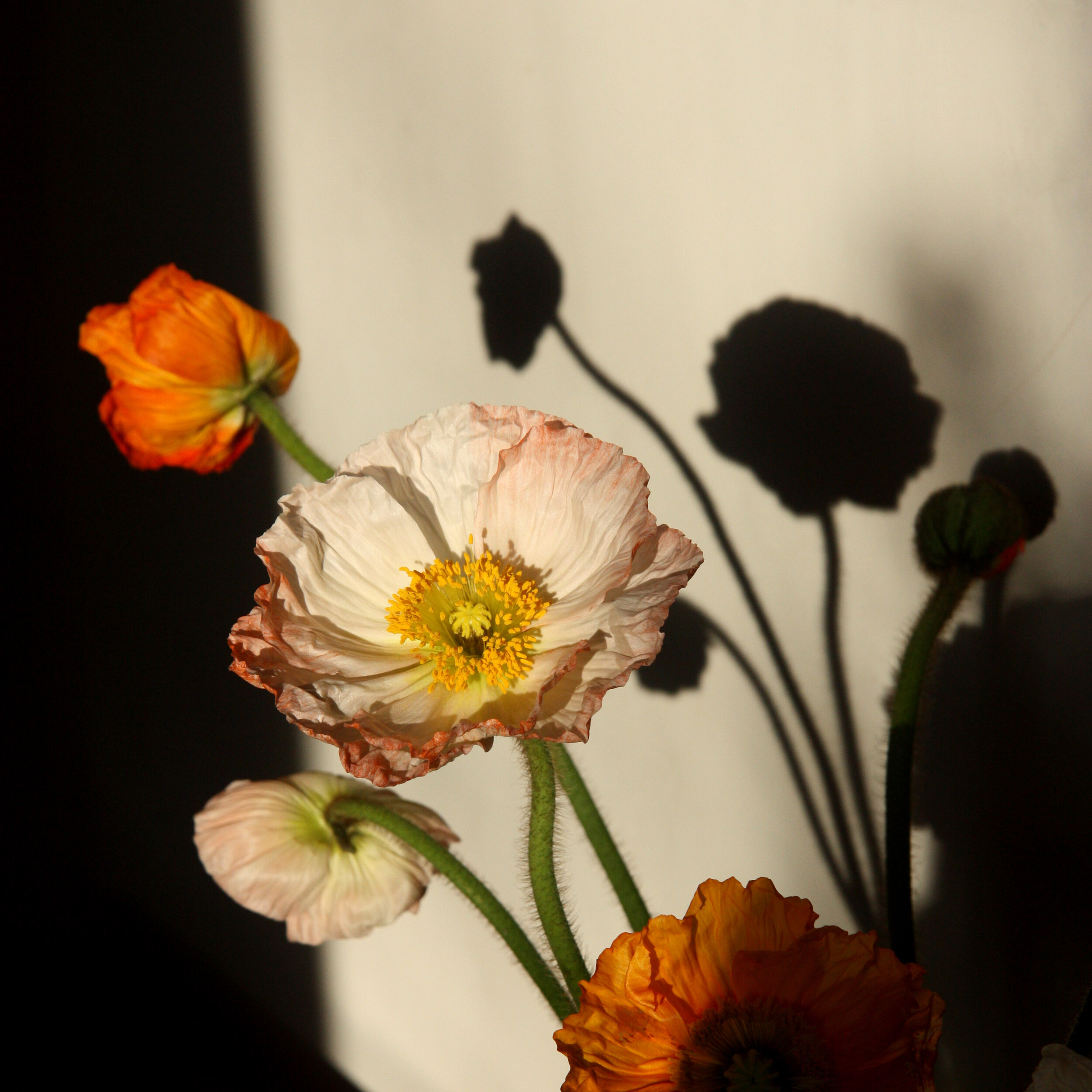 Poppies11.jpg
