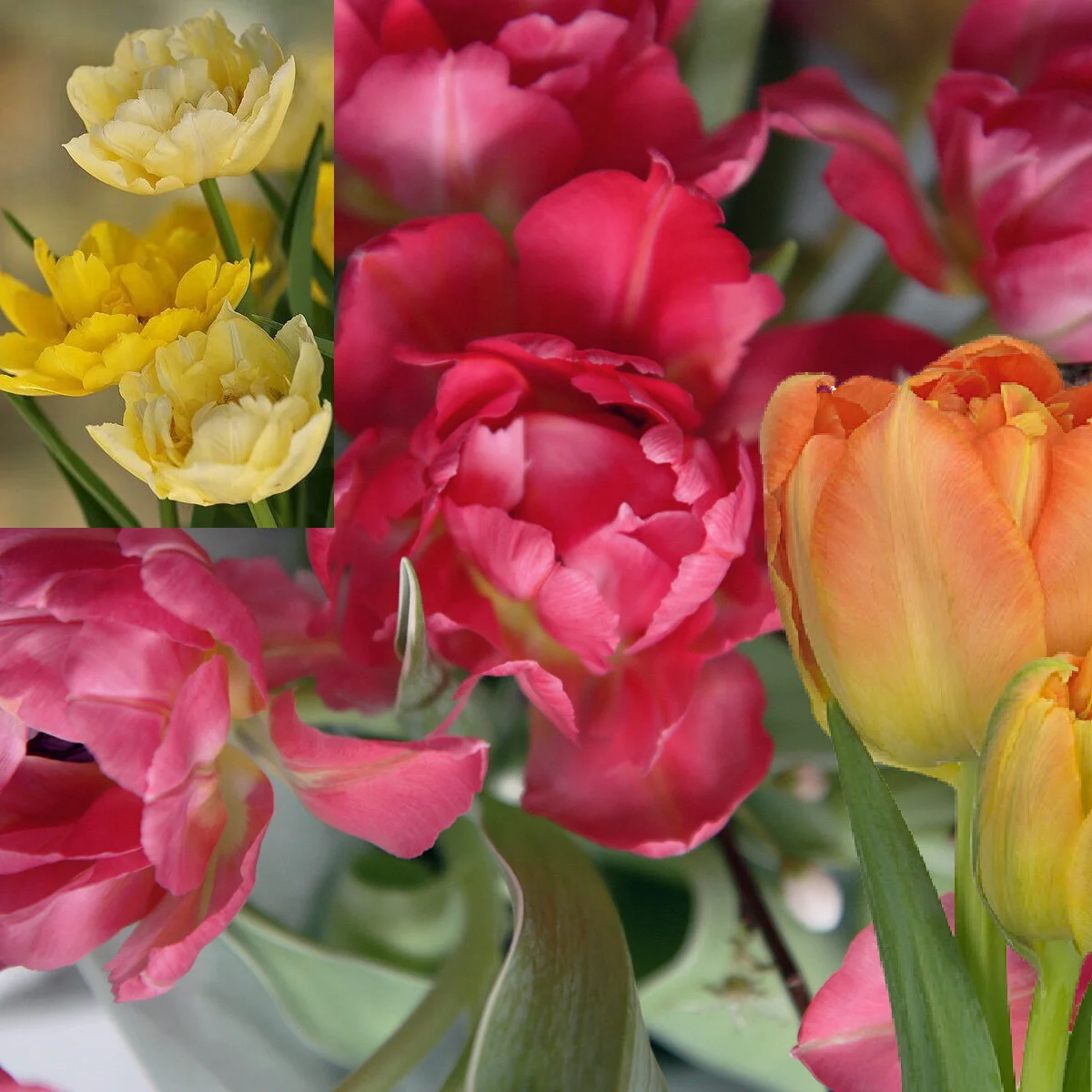 HAPPY AND BRIGHT TULIPS.jpg