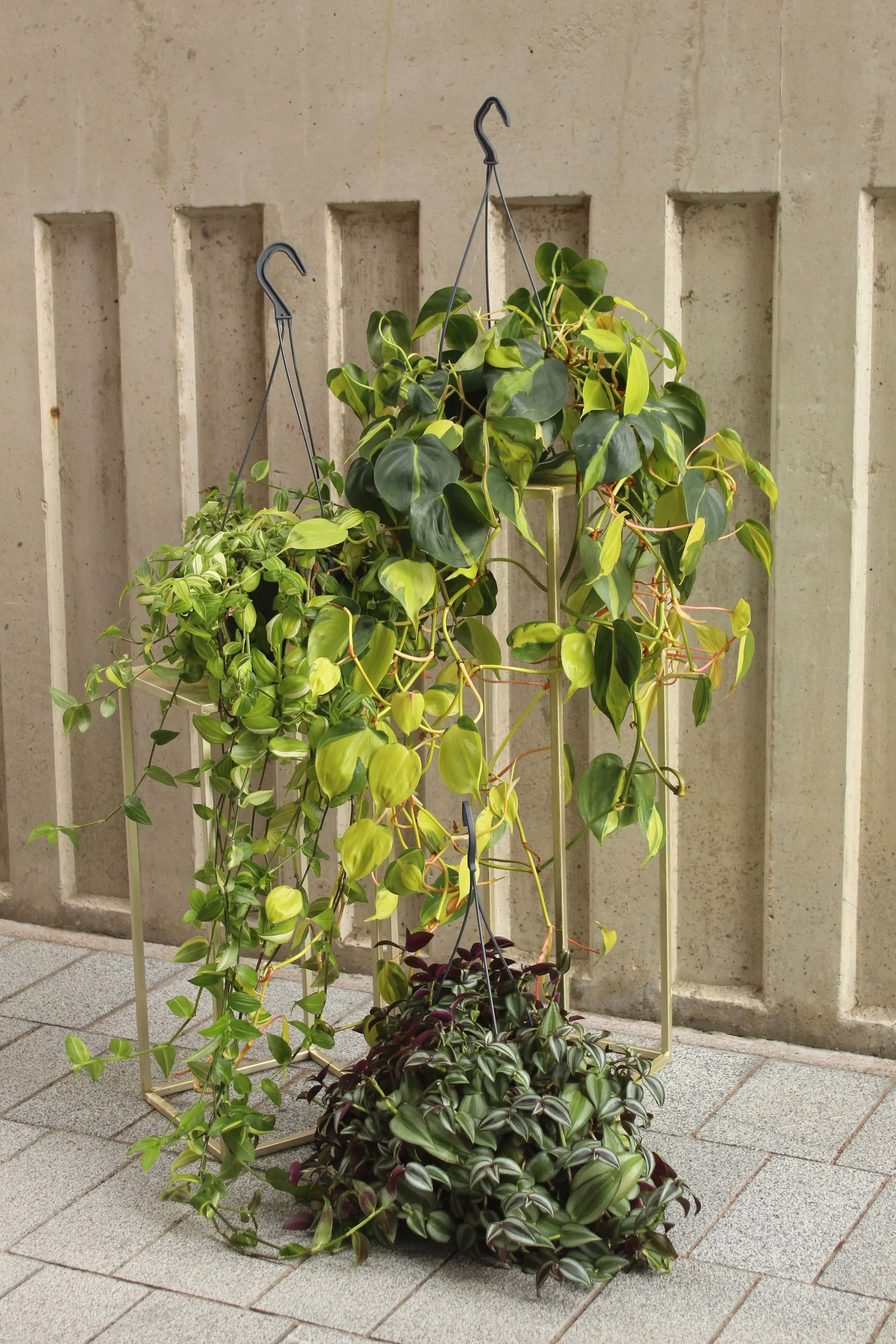 Hanging Plant Lucky Dip