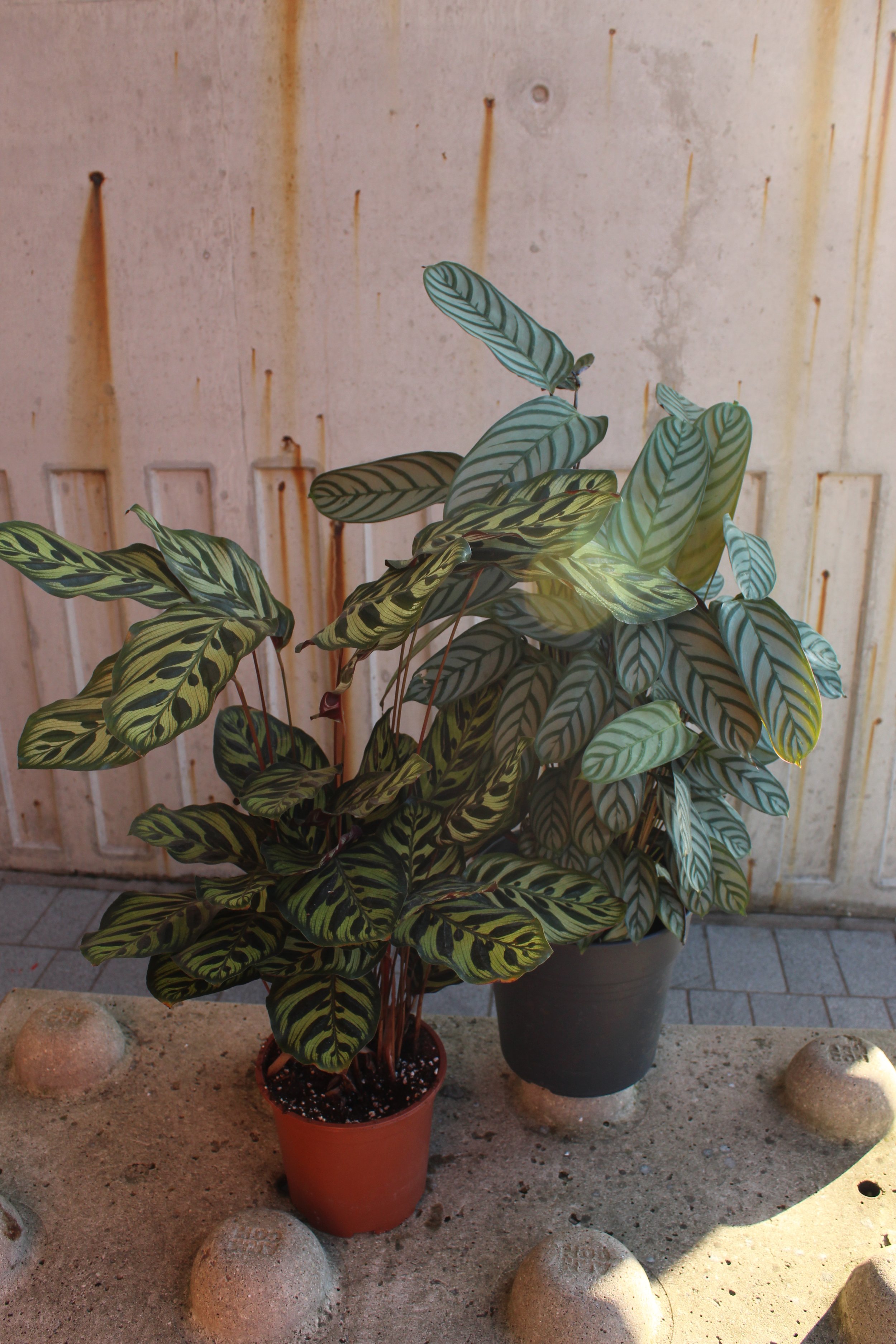 Large Calathea