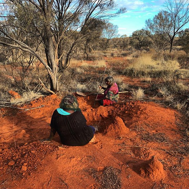 Yirliltu (honey ant) hunting a few weeks ago. Judith and Eunice jackpot!
It has been a privilege learning from these very special women on their very special country ❤️
