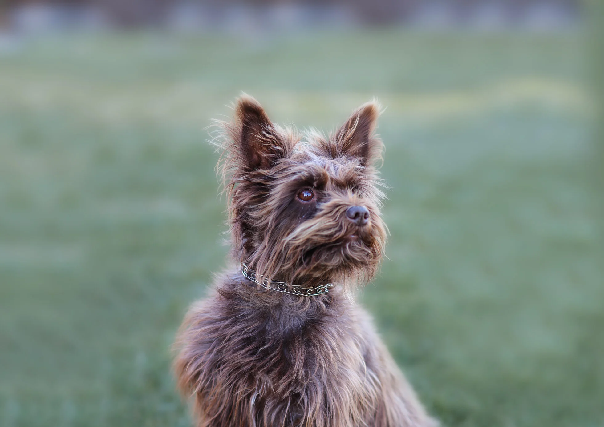 micro prong dog collar