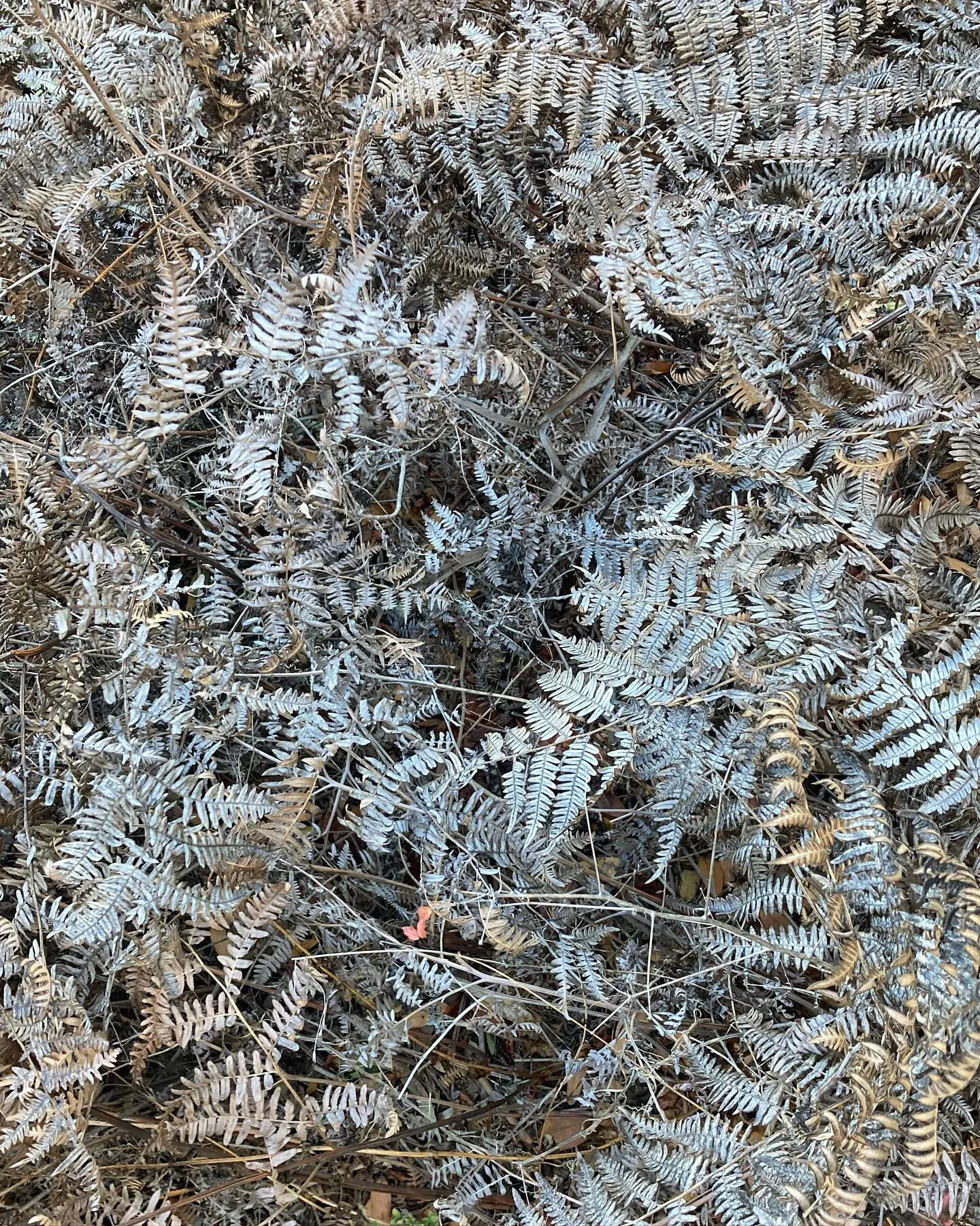 frosty ferns in the park on this morning&rsquo;s run. 
.
stay cool out there. xx