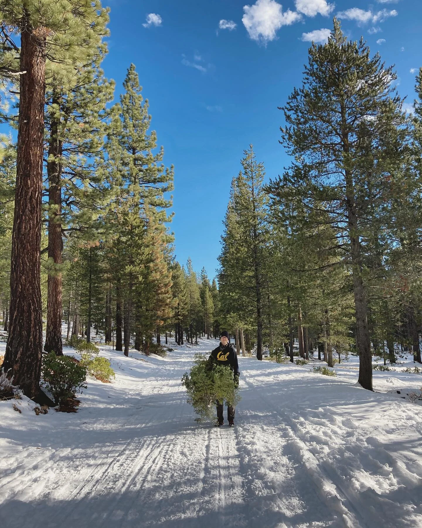 let the wild rumpus start. 
.
.
.
#treehunting #otennenbaum