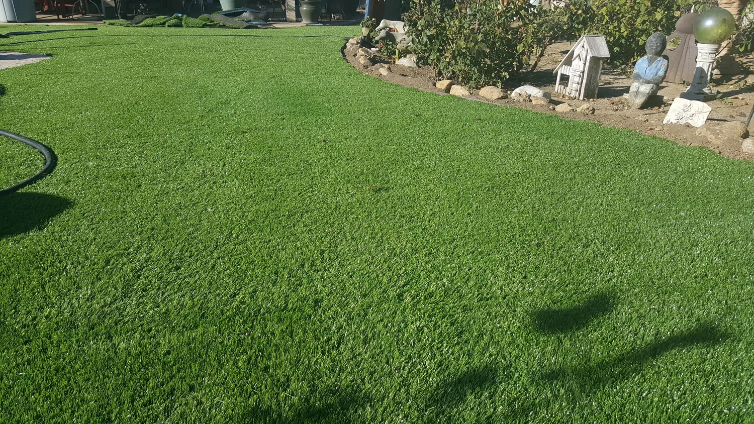 Which Grass Is Best For Dogs