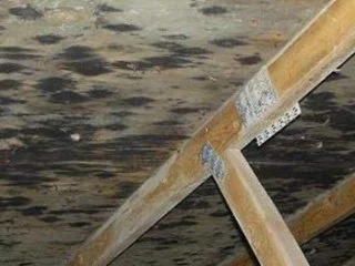 black-mold1.jpg