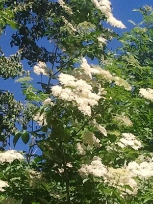 Duftende svarthyllblomster