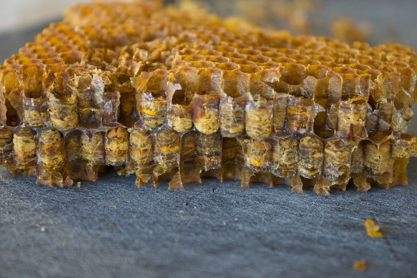 Biene blander pollen og nektar og tilsetter enzymer fra egne kjertler. Dette blir pakket ned i vokskake-celler i bikuben. En liten dråpe honning tilsettes på toppen av hver celle for å forsegle den og sikre anaerob fermentering. Foto: Josh Pollen (ja, han heter det :-) )