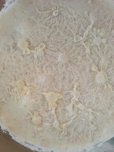Kahmgjær på syrnet melk (kefir) som har stått litt lenge.