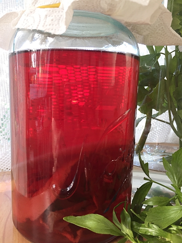 Kombucha brygges her med te av hibiskusblomster.