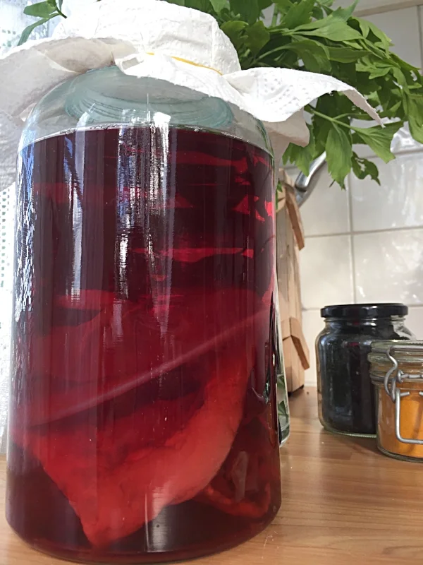 Mor-scoby ligger nede i glasset. Den tynne skiven er en baby-scoby som hadde dannet seg på overflaten. Den seilet ned da jeg beveget litt på glasset.
