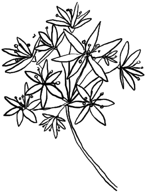 ramslu00f8k blomst.png