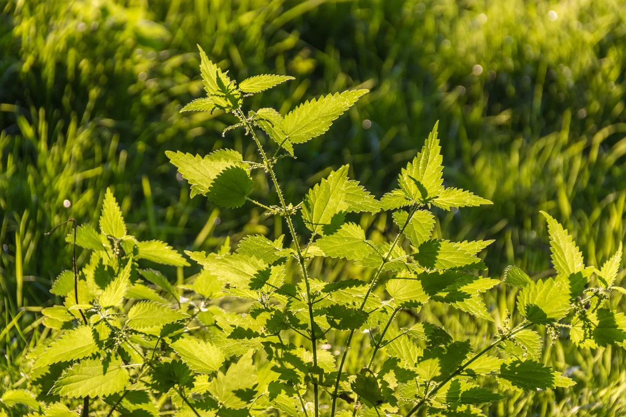 stinging-nettles-935962_1280.jpg