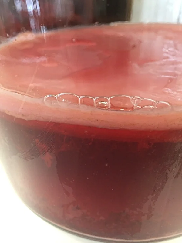 Denne har stått lenge og scoby er blitt stor og tykk. Kombuchaen er blitt eddiksur og egner seg godt som en starter til nye omganger.