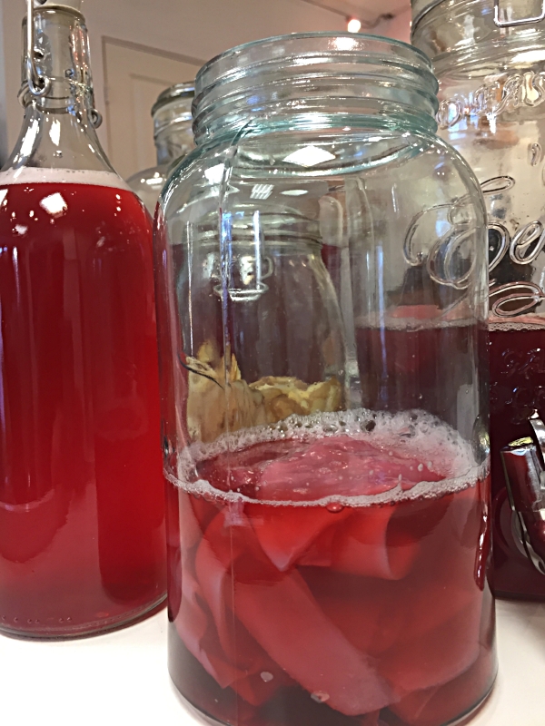 Oppbevar scobyer i et "scobyhotell". Her har jeg brygget med hibiskusblomst og smaksatt med ingefærstarter. Se hvordan du lager en ingefærstarter HER