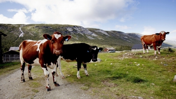 Vi får være takknemlige for at det brukes mindre antibiotika i norsk landbruk enn i andre land. Billig mat er ikke nødvendigvis et gode. FOTO: SOLUM, STIAN LYSBERG / NTB SCANPIX
