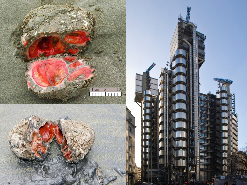 Figs. 1 & 2: Pyura Chilensis; Fig. 3: Lloyds of London.