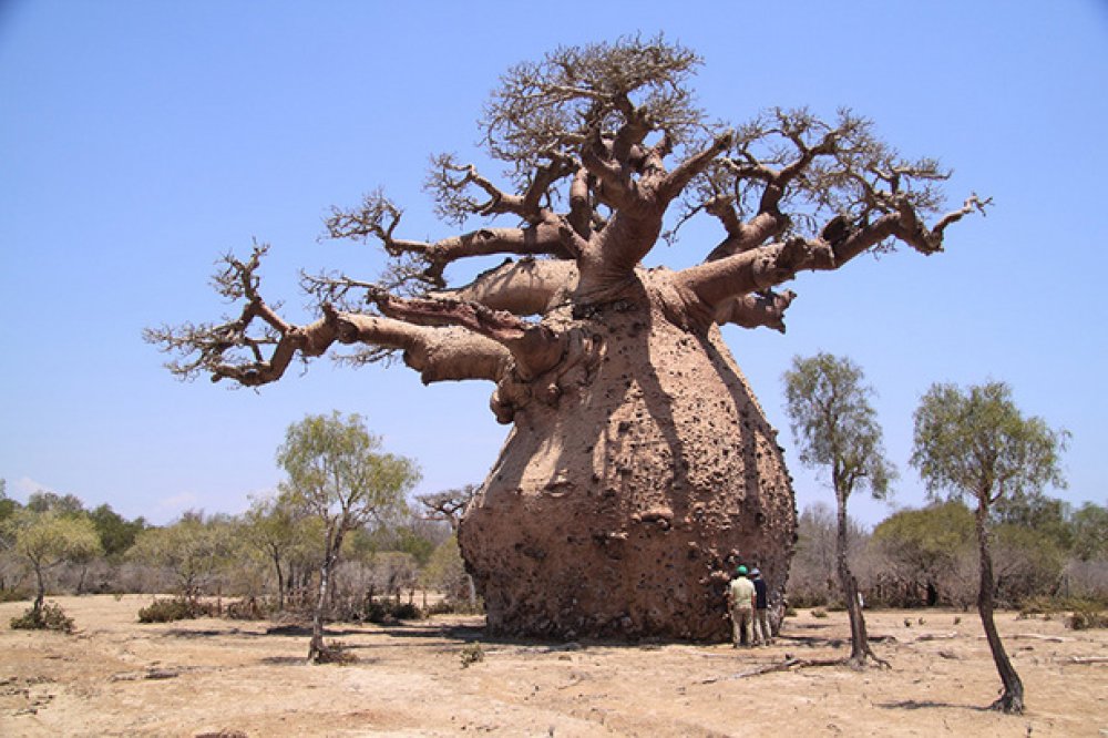 The Fat Trunk of the Baobab Tree — Kate Pickering