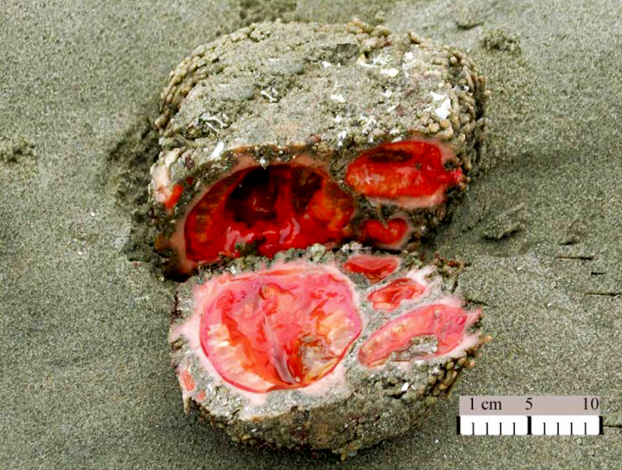 Pyura_chilensisSMALL.jpg