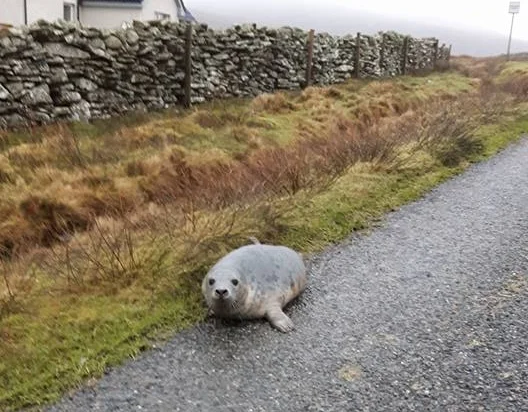 Seal pup’s big adventure gives motorist a gluff