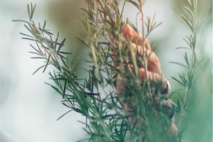 ROSEMARY ESSENTIAL OIL: ENERGETIC RESONANCE FOR MIND AND BODY