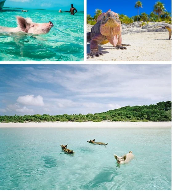 Don't forget the iguanas too!