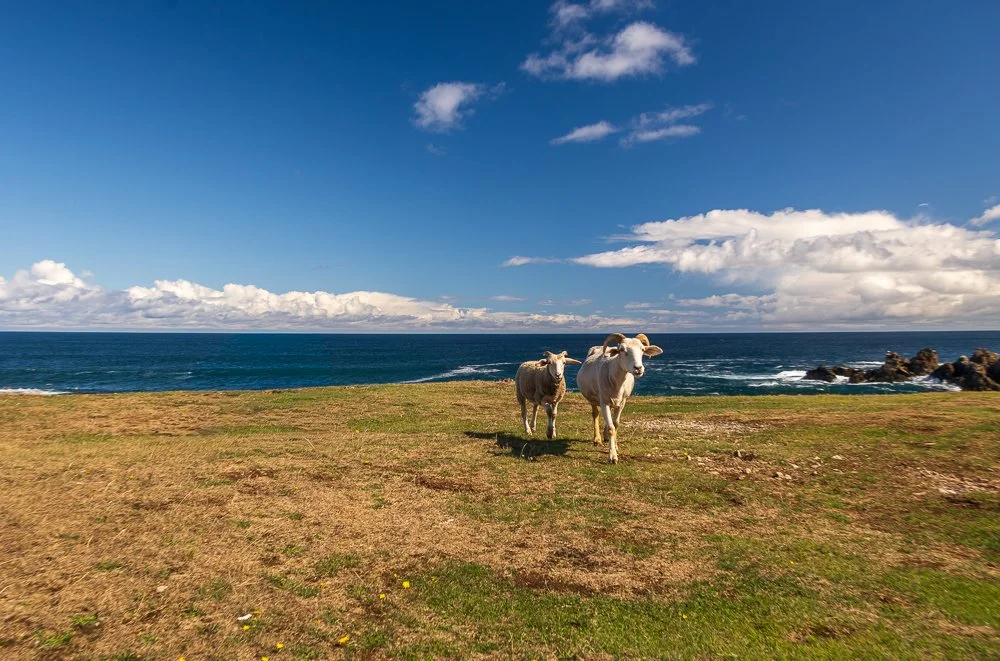 Coastal Companions