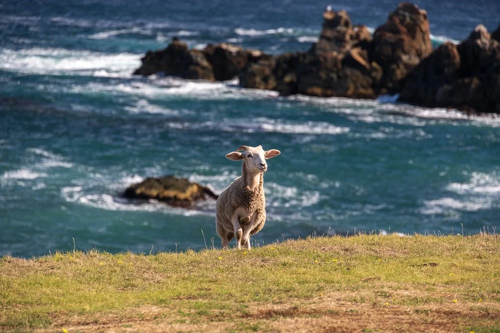 Atlantic Fleece