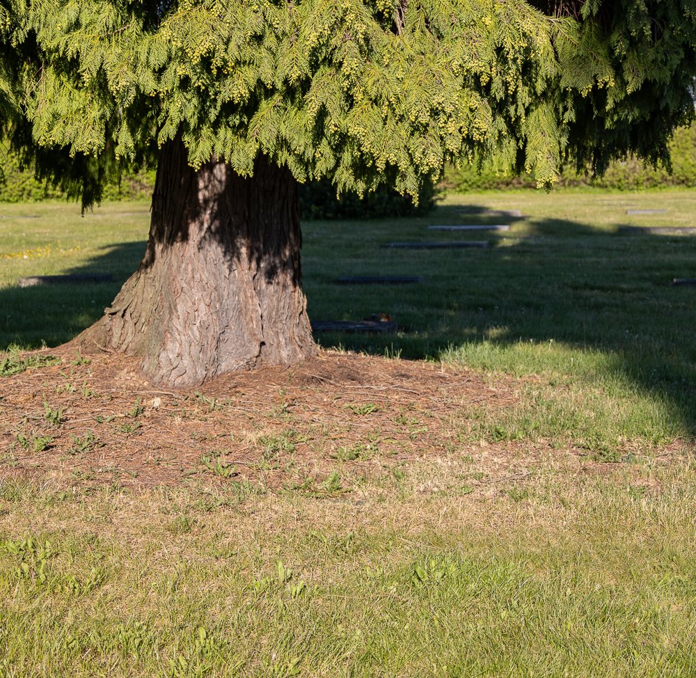 Laid to Rest - Karl Chronicles - Post #253